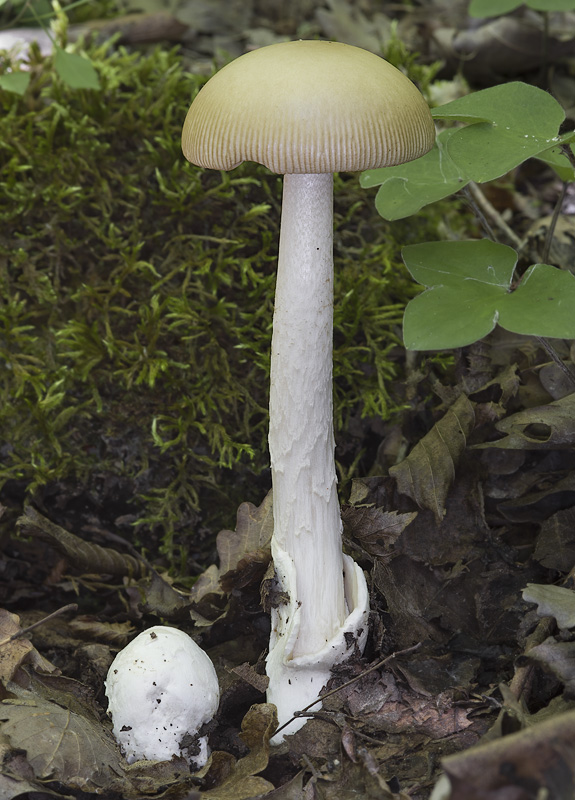 Amanita lividopallescens